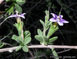 Image of Parish's desert-thorn