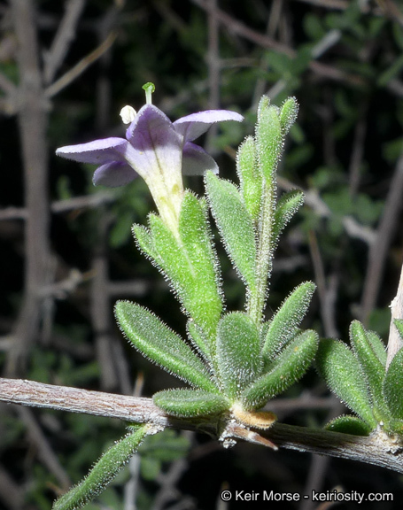 Image of Parish's desert-thorn