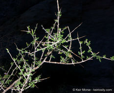 Image of Parish's desert-thorn