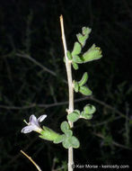 Image of Parish's desert-thorn