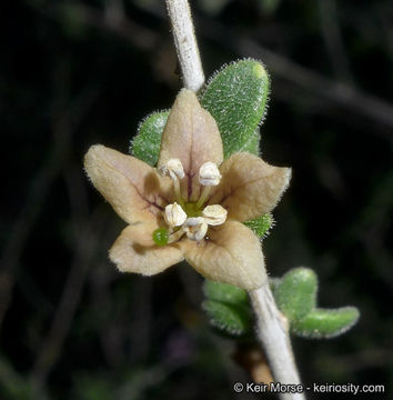 Image of Parish's desert-thorn