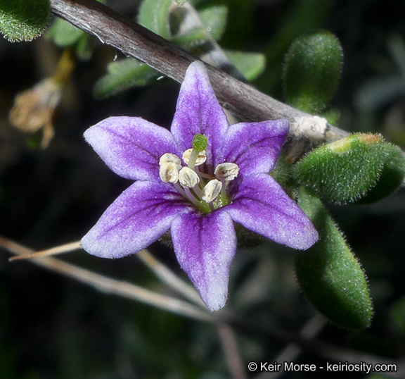 Image of Parish's desert-thorn