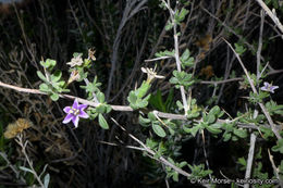 Image of Parish's desert-thorn