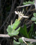 Image of Parish's desert-thorn