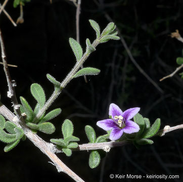 Image of Parish's desert-thorn