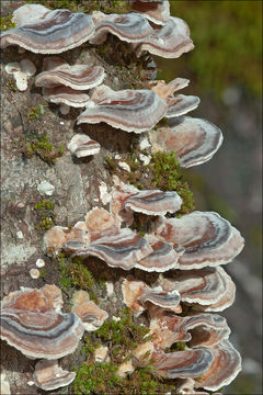 Image of Turkey Tail