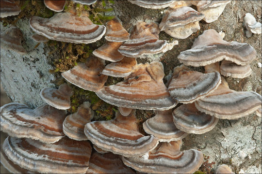 Image of Turkey Tail