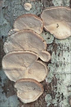 Image of Turkey Tail