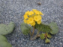 Image of coastal sand verbena