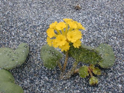 Imagem de Abronia latifolia Eschsch.