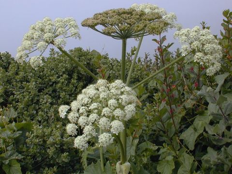 Image of common cowparsnip