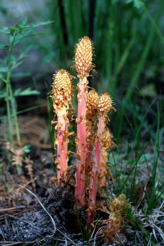 Image of woodland pinedrops