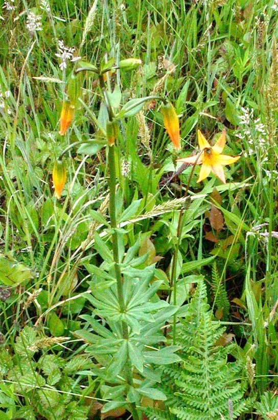 Image de Lys de Colombie