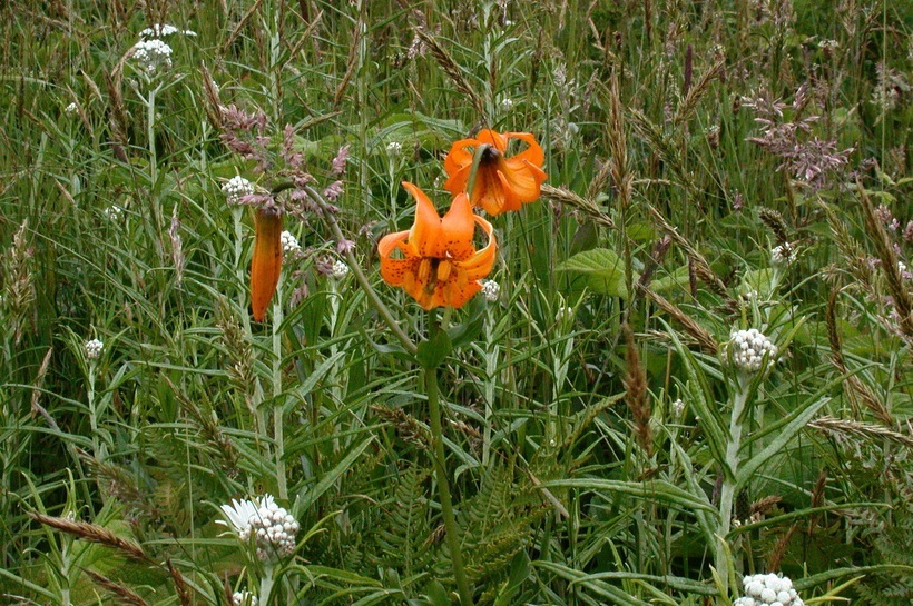 Image of Columbia lily