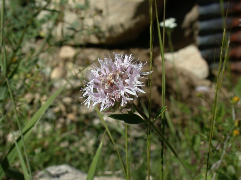 Monardella odoratissima subsp. pallida (A. Heller) Epling的圖片