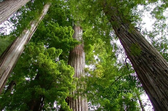 Imagem de Sequoia sempervirens (D. Don) Endl.