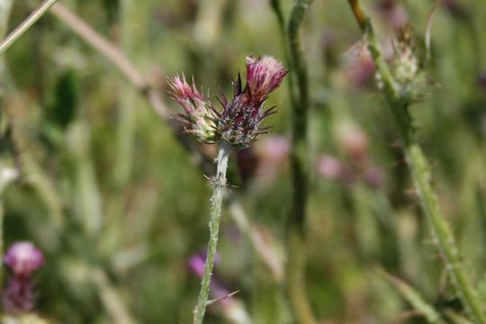 Слика од Carduus pycnocephalus L.