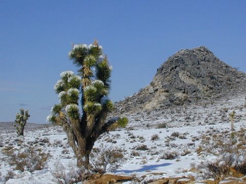 Слика од Yucca brevifolia Engelm.