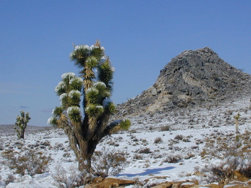 Image of Joshua tree