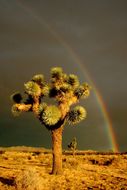 Image of Joshua tree