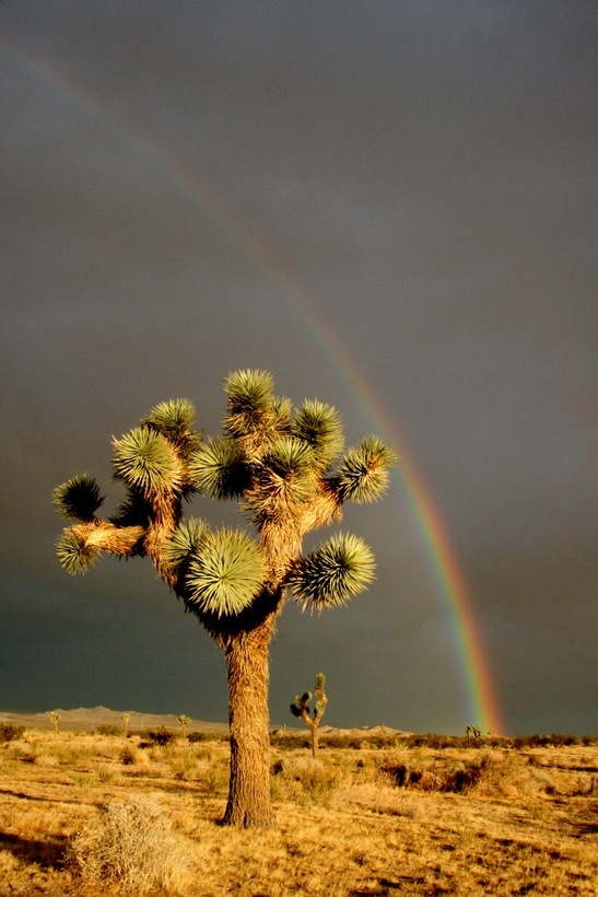 Image of Joshua tree