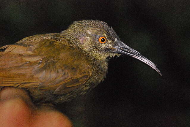 Image of honeyeaters