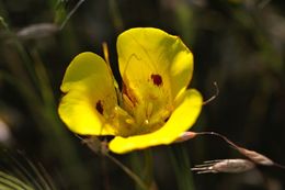 Image of yellow mariposa lily