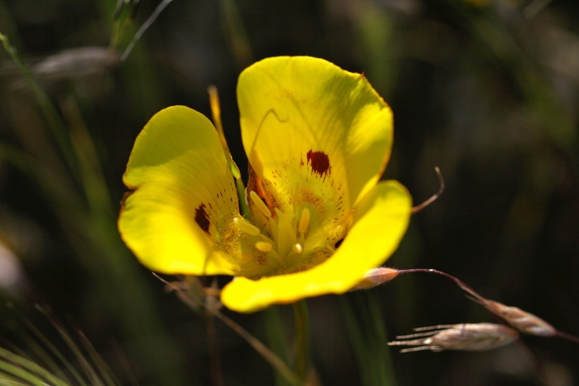 Image of yellow mariposa lily