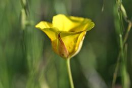 Image of yellow mariposa lily