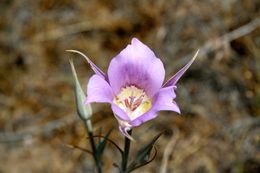 Image of sagebrush mariposa lily