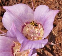 Image of sagebrush mariposa lily