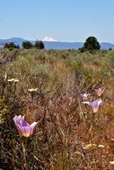 Image of sagebrush mariposa lily