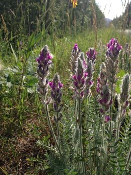 صورة Oxytropis splendens Douglas