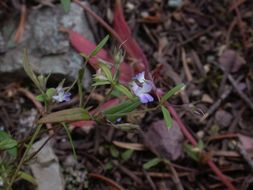 Image of maiden blue eyed Mary