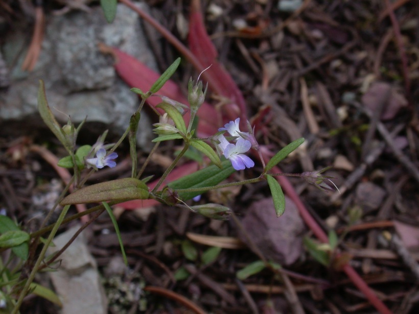 Image of maiden blue eyed Mary