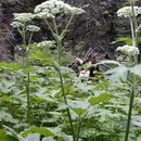 Image of cow parsnip