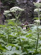 Plancia ëd <i>Heracleum lanatum</i>