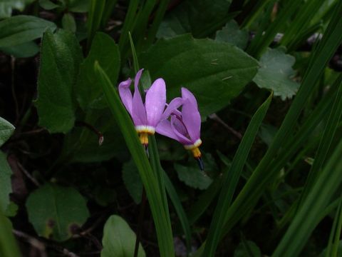 Image of <i>Primula <i>pauciflora</i></i> var. pauciflora