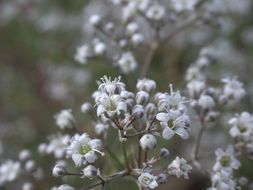 Image of Baby's breath