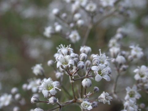 Image de Gypsophila paniculata L.