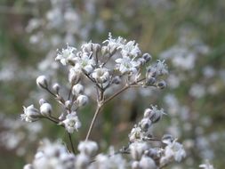 Imagem de Gypsophila paniculata L.