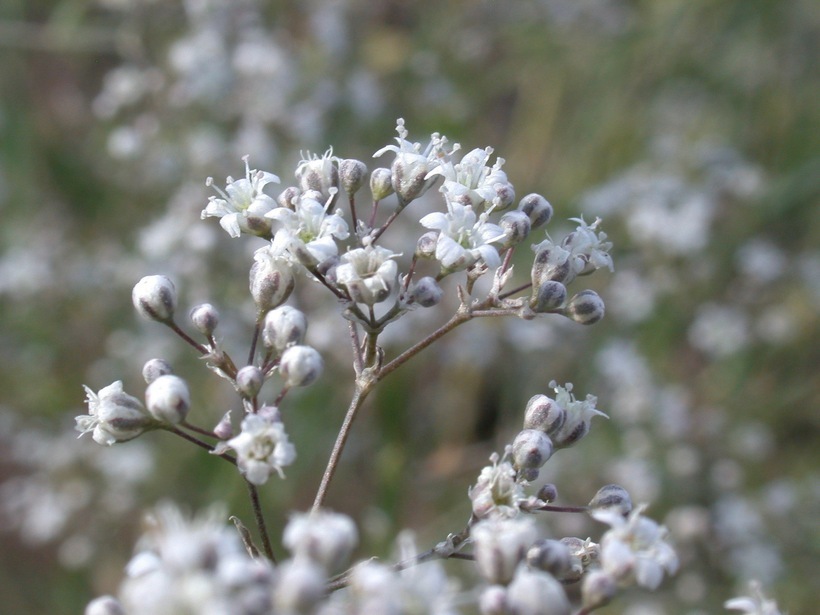 Image of Baby's breath