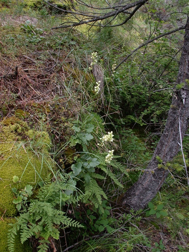 Image of roundleaf alumroot