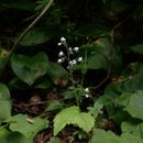 Image of Foamflower