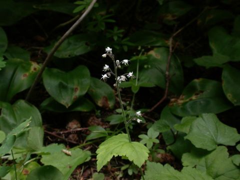 Image of threeleaf foamflower