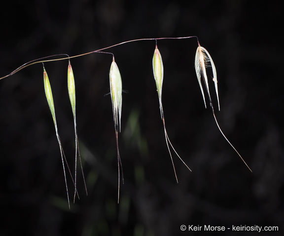 Image of Slender Oat