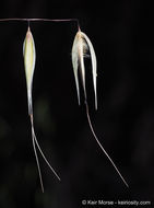 Image of Slender Oat