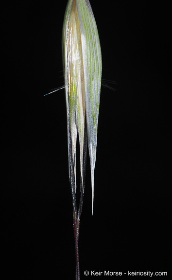 Image of Slender Oat