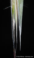 Image of Slender Oat