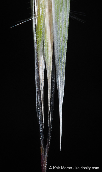 Image of Slender Oat